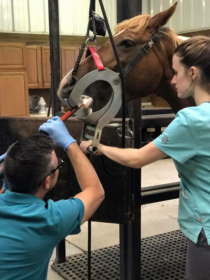 Veterinarian performing an equine lameness evaluation at Arthur Veterinary Clinic