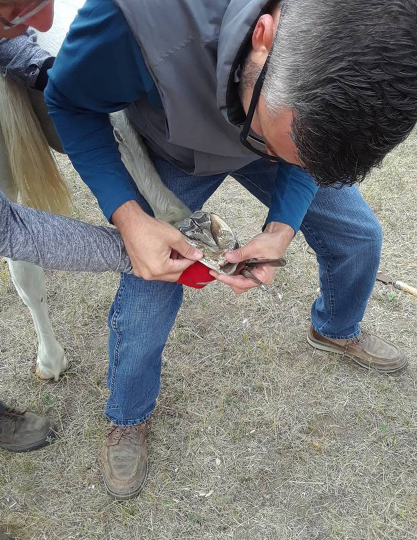 Equine dental examination at Arthur Veterinary Clinic