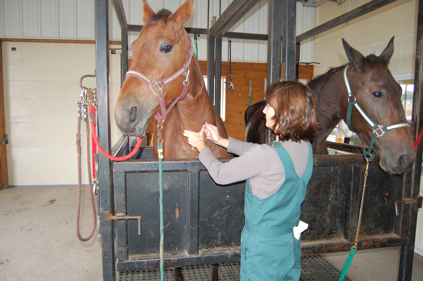 A horse in the stocks in the Arthur Veterinary Clinic large-animal barn
