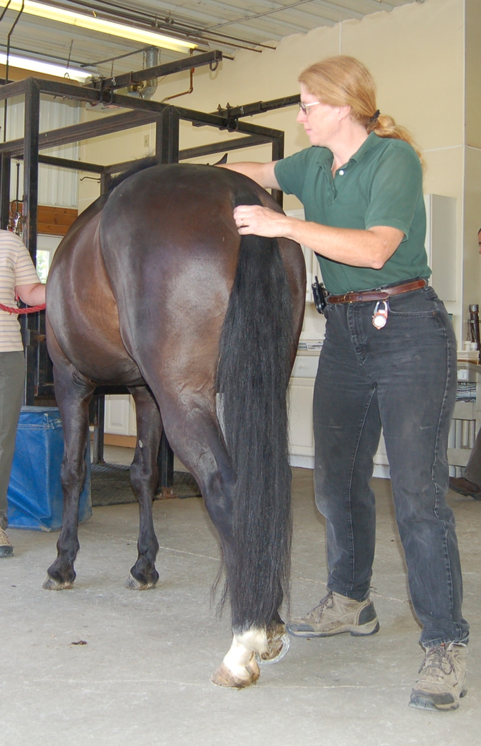 The Arthur Veterinary Clinic 10-stall reproduction barn
