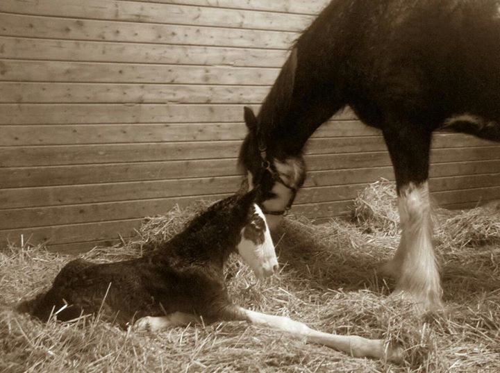 Veterinarian caring for a horse at Arthur Veterinary Clinic