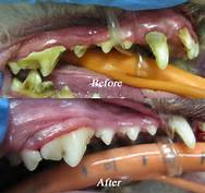 Surgical care for companion animals at Arthur Veterinary Clinic