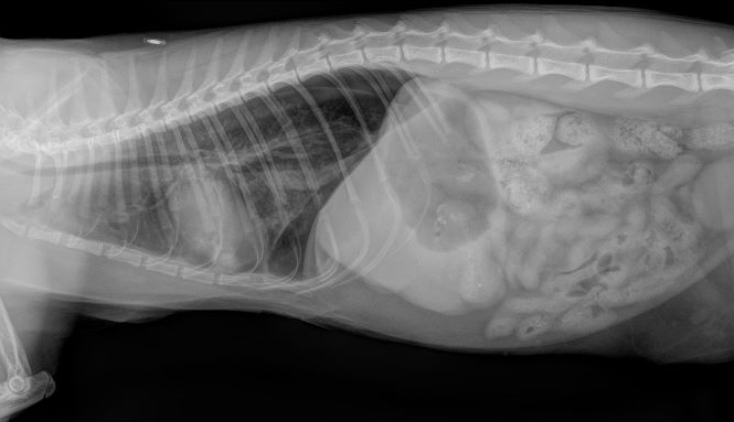 Dental care for cats and dogs at Arthur Veterinary Clinic