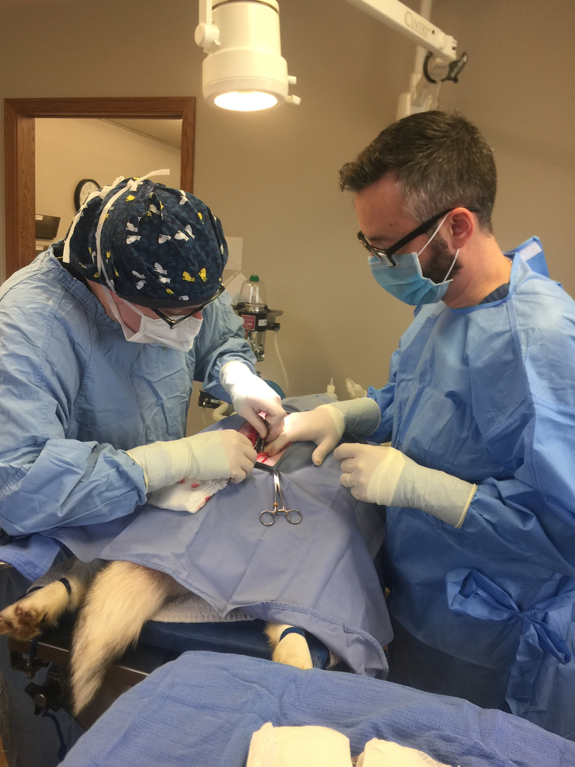Wellness exam for a companion animal at Arthur Veterinary Clinic