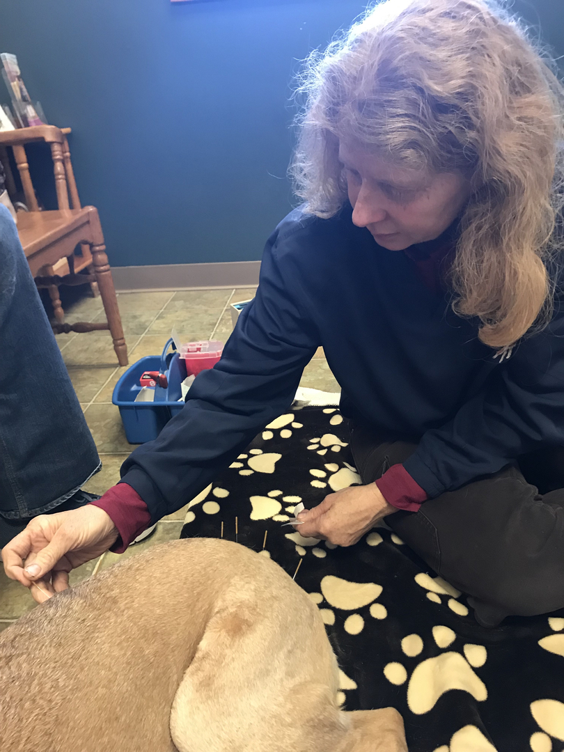 Integrative medicine and acupuncture treatment at Arthur Veterinary Clinic